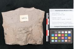 Foto (Objekt + Etikett) von Eucalyptus oceanica Unger (NHMW-GEO-2024-0188-8035)